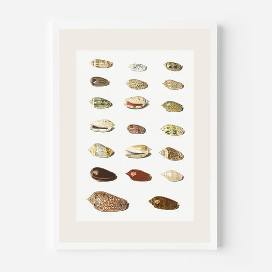 Seashells